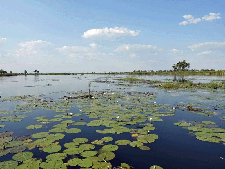 Okavango Moremi