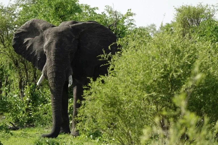 voyage-au-botswana