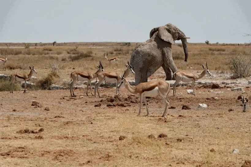 etosha elephantbassin 1024x683 1 1