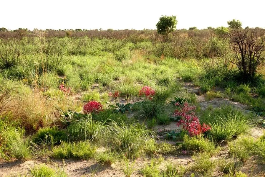 voyage-au-botswana