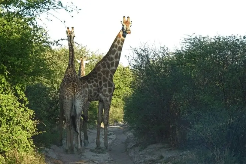 voyage-au-botswana