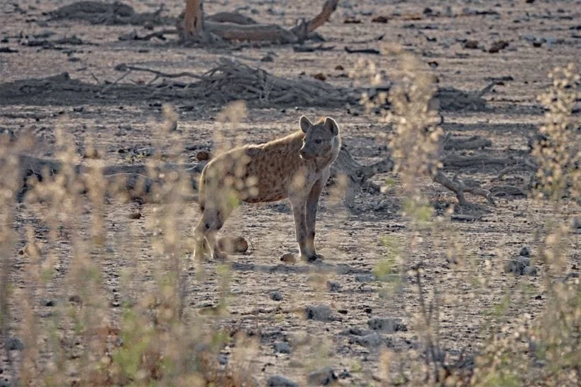 Namibie pays de contraste et de diversité