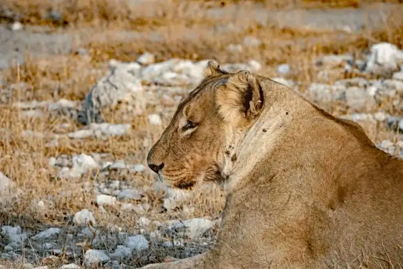 lionne etosha 1