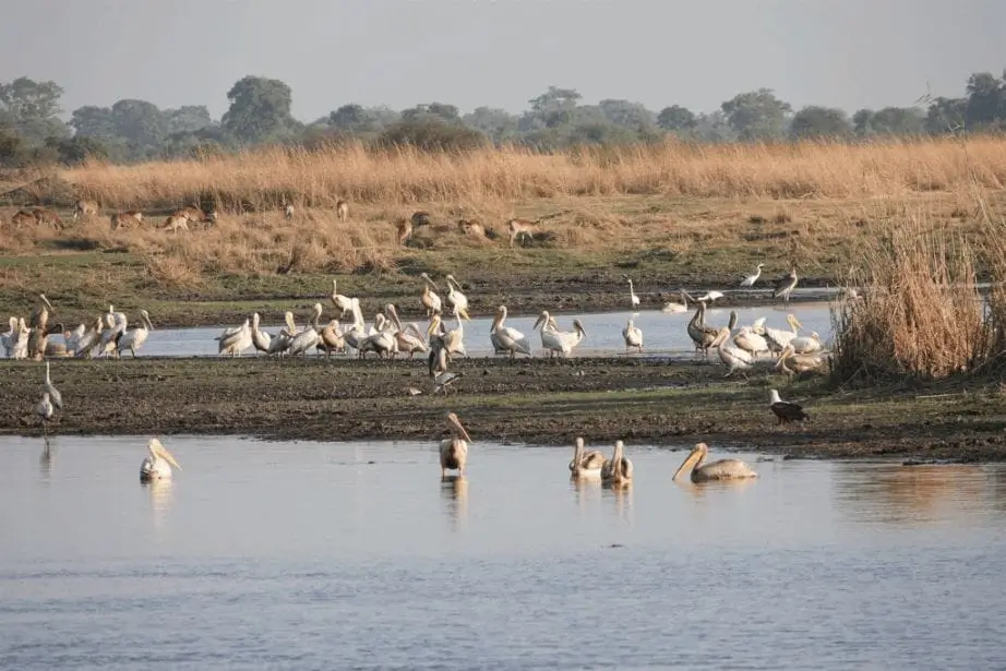 pelican 1024x683 1 1