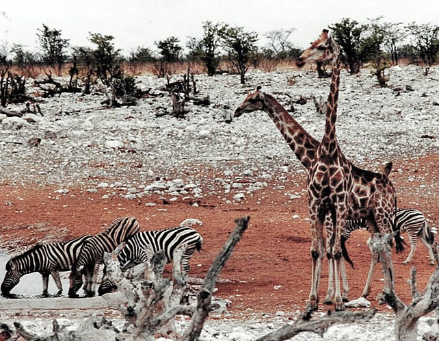 Etosha