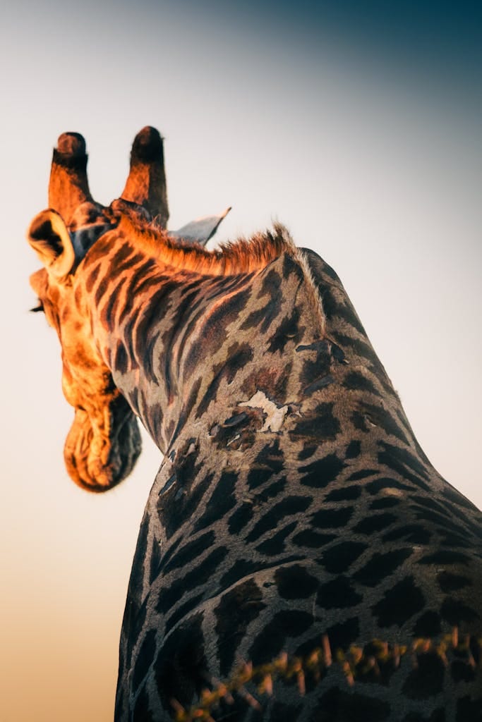 A close-up view of a giraffe in Namibia, showcasing its intricate patterns and serene natural setting.