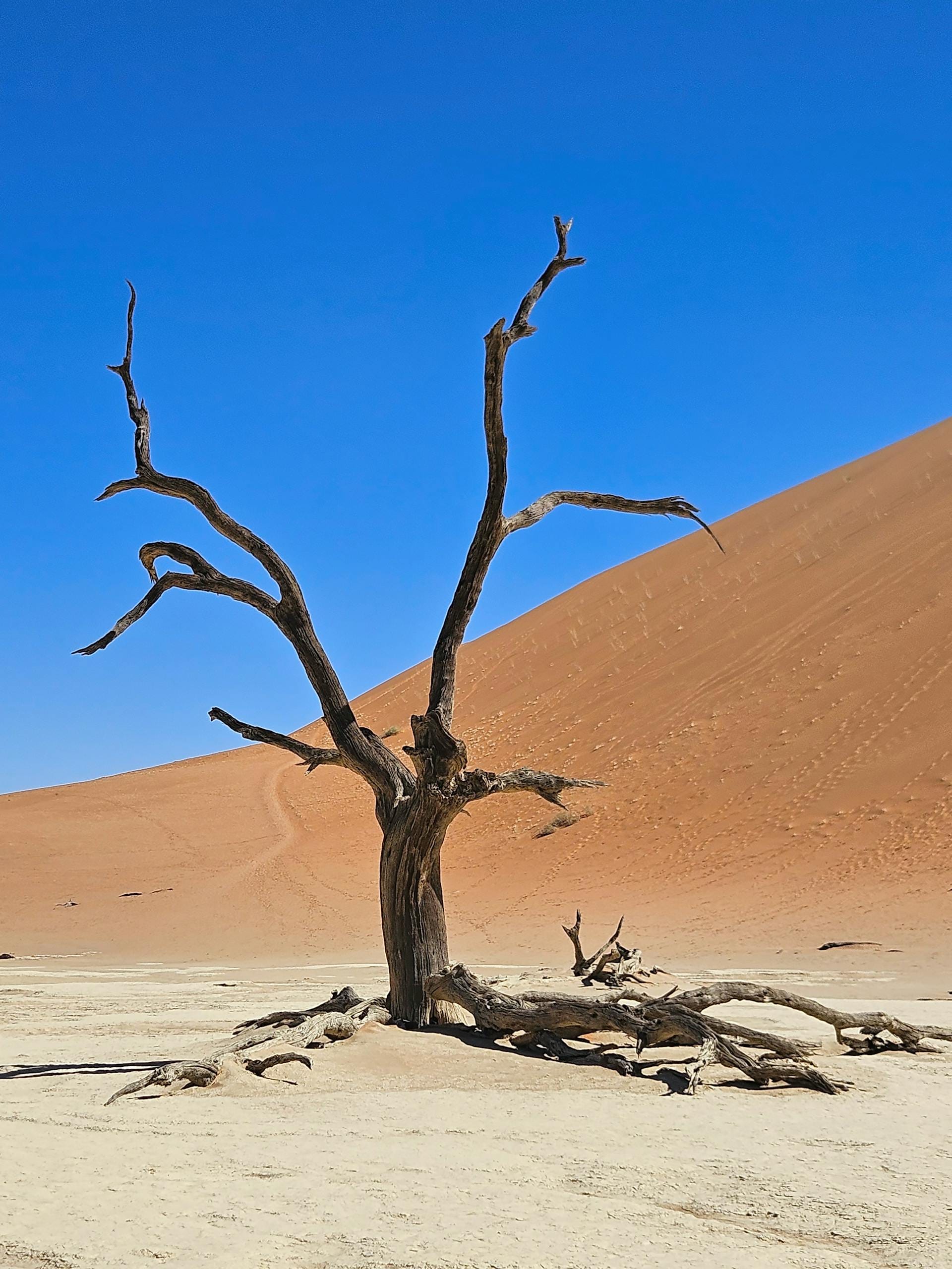 A striking dead tree against a vast desert dune in Sossusvlei, Namibia, showcasing nature's beauty.