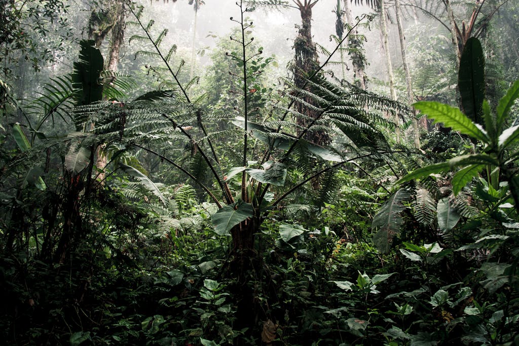 A verdant Ecuadorian rainforest showcasing a diverse tropical ecosystem with lush foliage.